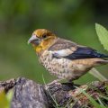 Kernbeißer (Coccothraustes coccothraustes) Jungvogel