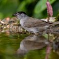 Mönchsgrasmücke (Sylvia atricapilla) Männchen