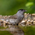 Mönchsgrasmücke (Sylvia atricapilla) Männchen