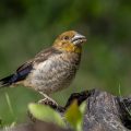 Kernbeißer (Coccothraustes coccothraustes) Jugendkleid