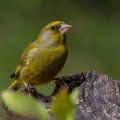 Grünfink (Carduelis chloris)