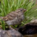 Haussperling (Passer domesticus) Jungvogel