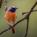 Gartenrotschwanz (Phoenicurus phoenicurus) Männchen
