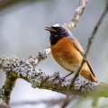 Gartenrotschwanz (Phoenicurus phoenicurus) Männchen