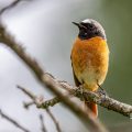 Gartenrotschwanz (Phoenicurus phoenicurus) Männchen