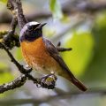 Gartenrotschwanz (Phoenicurus phoenicurus) Männchen