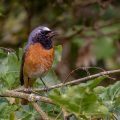 Gartenrotschwanz (Phoenicurus phoenicurus) Männchen