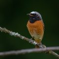 Gartenrotschwanz (Phoenicurus phoenicurus) Männchen