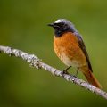 Gartenrotschwanz (Phoenicurus phoenicurus) Männchen