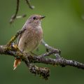 Gartenrotschwanz (Phoenicurus phoenicurus) Weibchen