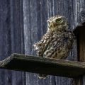 Steinkauz (Athene noctua)