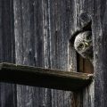 Steinkauz (Athene noctua) Junger im Nistkasten