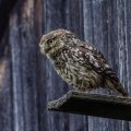 Steinkauz (Athene noctua)