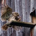 Steinkauz (Athene noctua)