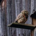 Steinkauz (Athene noctua)
