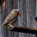 Steinkauz (Athene noctua)