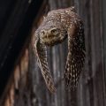 Steinkauz (Athene noctua)