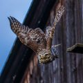 Steinkauz (Athene noctua)
