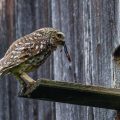 Steinkauz (Athene noctua)