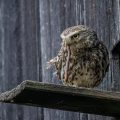 Steinkauz (Athene noctua)