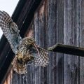 Steinkauz (Athene noctua)