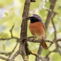 Gartenrotschwanz (Phoenicurus phoenicurus) Männchen
