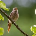 Gartenrotschwanz (Phoenicurus phoenicurus) Weibchen