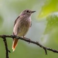 Gartenrotschwanz (Phoenicurus phoenicurus) Weibchen
