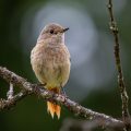 Gartenrotschwanz (Phoenicurus phoenicurus) Weibchen