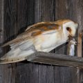 Schleiereule (Tyto alba)