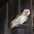 Schleiereule (Tyto alba)