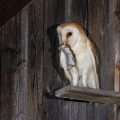 Schleiereule (Tyto alba)