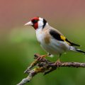 Stieglitz (Carduelis carduelis)