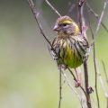 Girlitz (Serinus serinus) Weibchen