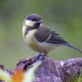 Kohlmeise (parus major) Jungvogel