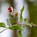 Stieglitz (Carduelis carduelis)