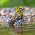 Girlitz (Serinus serinus) Männchen