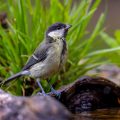 Kohlmeise (parus major) Jungvogel