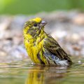 Girlitz (Serinus serinus) Männchen