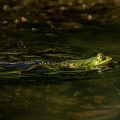 Teichfrosch (Rana esculenta)