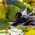 Zwergtaucher (Tachybaptus ruficollis)