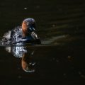 Zwergtaucher (Tachybaptus ruficollis)