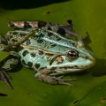 Teichfrosch (Rana esculenta)