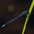 Hufeisen-Azurjungfer (Coenagrion puella)