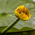 Teichrose (Nuphar lutea) im Donaudelta