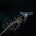 Plattbauch (Libellula depressa) Männchen