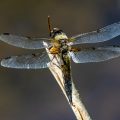 Vierfleck (Libellula quadrimaculata)
