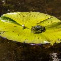 Teichfrosch (Rana esculenta)