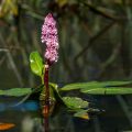 Wasser-Knöterich (Persicaria amphibia)