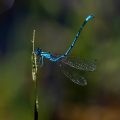 Hufeisen-Azurjungfer (Coenagrion puella)
